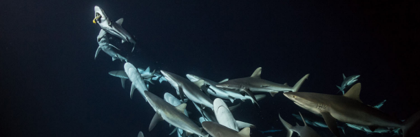 international ocean film tour