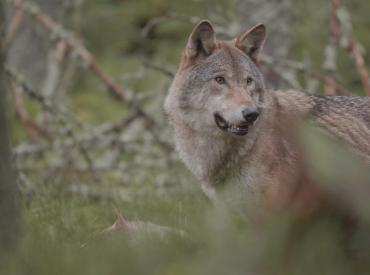 Wolf - ontbijtfilm