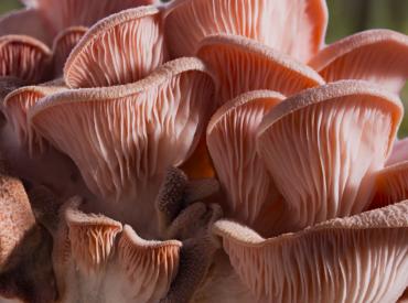 Fantastic Fungi