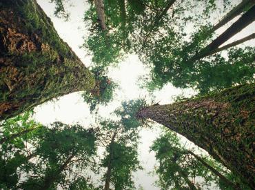 intelligent trees
